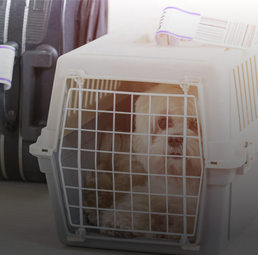 Travel with pets