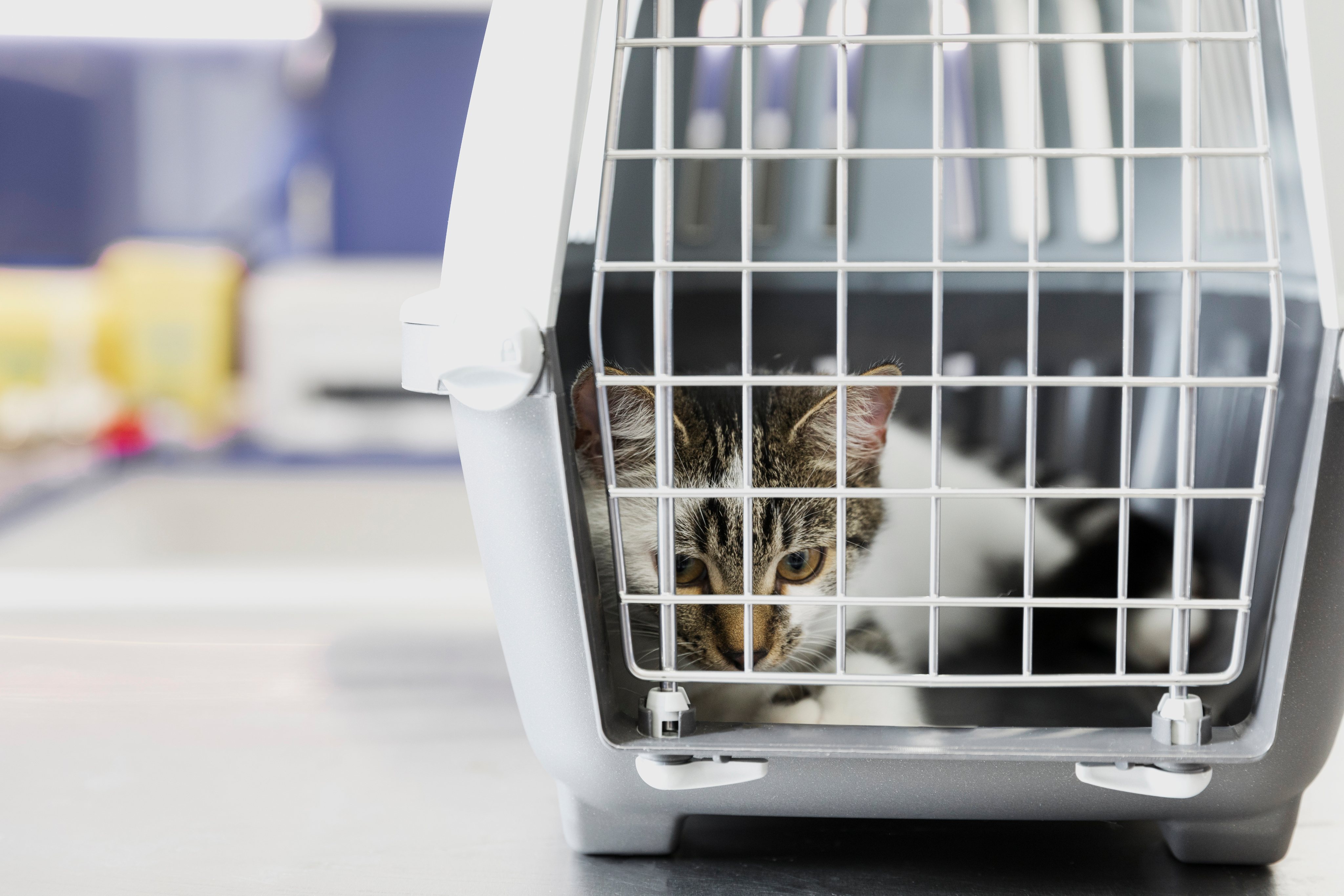 PETS AS CHECKED BAGGAGE (avih)